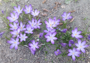 Krokusy