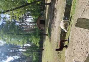 Polana i pasące się na niej alpaki